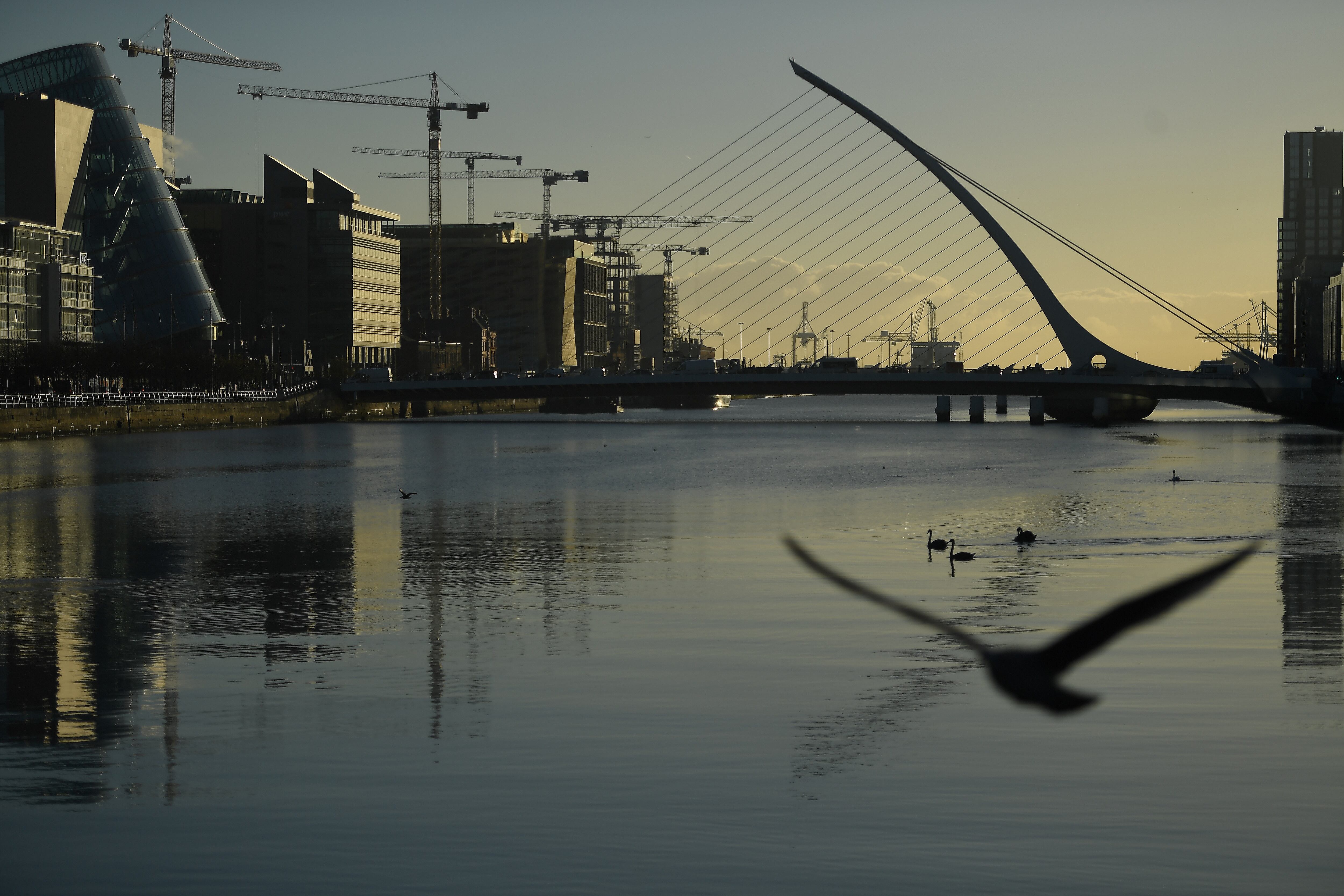 Swans swim in the river Liffey in the financial district of Dublin